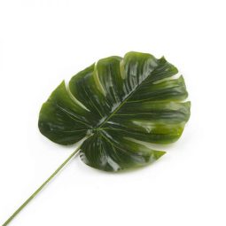 ענף עלה טרופי - בינוני