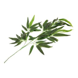 ענף עלי במבוק