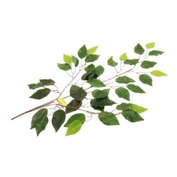 ענף עלים טרופיים