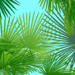 מפיות גדולות עלים ירוקים