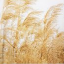 מפיות גדולות שדה חיטה